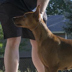 Spice - German Pinscher
