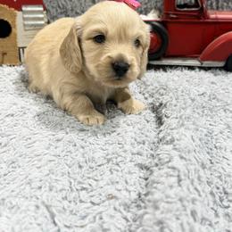 Cookie - Cream female Dachshund puppy in Mansfield, Missouri from Owens Farm