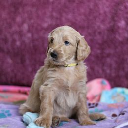 Goldendoodle Puppies from Faith Breeders