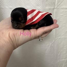 Holly - Black and tan female Yorkshire Terrier puppy in Valdosta, Georgia from Sweet Georgia Yorkies
