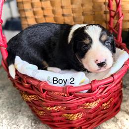 Willow's Aussie-Doxie Boys - Red male Dachshund puppy in Burkesville, Kentucky from Bline’s Awesome Aussies, Aussiedoodles & Doxies at the Bline Family Farm