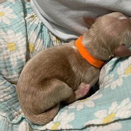 Goldendoodle Puppies from U Need A Doodle