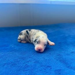 Romeo - Blue merle male Australian Shepherd puppy in Williston, Florida from Over The Rainbow Aussies