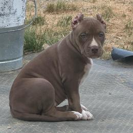 Coco - Brown female American Bully puppy in Union County, North Carolina from XLRG BULLIES