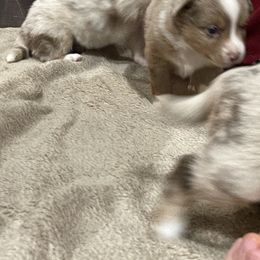Miniature Australian Shepherd Puppies from Lavish Luxuries Mini and Toy Australian Shepherds
