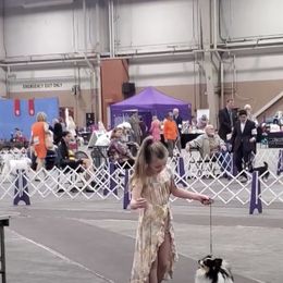 Papillon Puppies from Heise Papillons