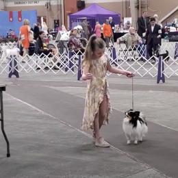 Papillon Puppies from Heise Papillons