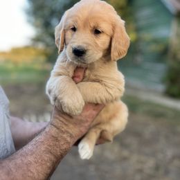 Molly - Golden Retriever