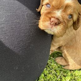 Cavalier King Charles Spaniel Puppies from Enchanted Cavaliers