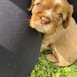 Cavalier King Charles Spaniel Puppies from Enchanted Cavaliers