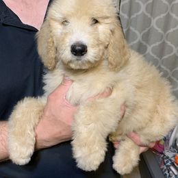 Goldendoodle Puppies from Rolling Acres Doodles and Poodles