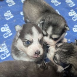 Pup 3 - Blue male Pomsky puppy in Hurleyville, New York from My Crazy Pomskys