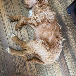 Goldendoodle and Poodle Puppies from Hatten Homestead Doodles