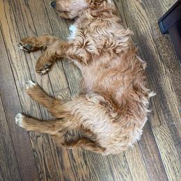 Goldendoodle and Poodle Puppies from Hatten Homestead Doodles