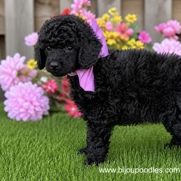 Japanese Chin and Poodle Puppies from Njoy Japanese Chin