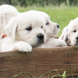 Golden Retrievers from Splendor Goldens