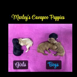 Cavapoo puppies from Sunshines Pomeranians & Cavapoos