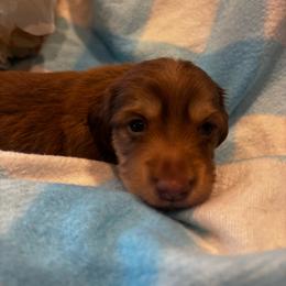 Frida - Chocolate and cream female Dachshund puppy in Fayetteville, Arkansas from Cortney's Dachshunds