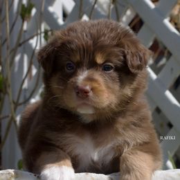 Rafikki - Red tri-color Australian Shepherd puppy in Newport, Rhode Island from Wildings Australian Shepherds