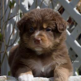 Rafikki - Red tri-color Australian Shepherd puppy in Newport, Rhode Island from Wildings Australian Shepherds