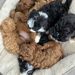Cavapoo Puppies from Buttercup Doodles