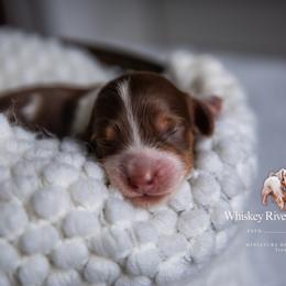 Amy - Piebald female Dachshund puppy in Iola, Texas from Whiskey River Dachshunds