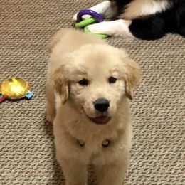 Golden Retriever Puppies from OPK GOLDENS