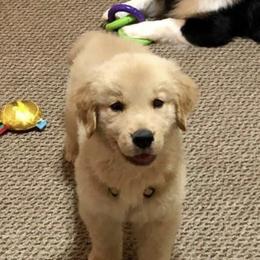 Golden Retriever Puppies from OPK GOLDENS