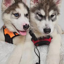 Siberian Husky Puppies from Springfield Huskies