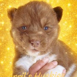 Yellow collar girl - Red and white female Siberian Husky puppy in Terre Haute, Indiana from April's Huskies