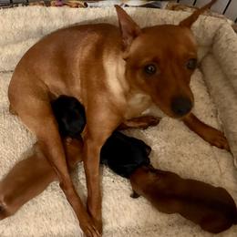 Miniature Pinscher puppies from Peacock Miniature Pinschers