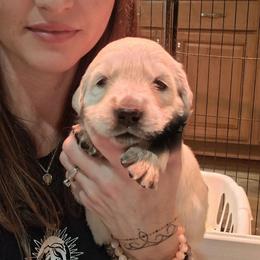 Black collar - Light golden male Golden Retriever puppy in Waynesburg, Ohio from Avalon English Retrievers
