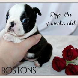 Girl 1-Deja Vu - Black and white female Boston Terrier puppy in North Central, Vermont from Windy Valley’s Bostons