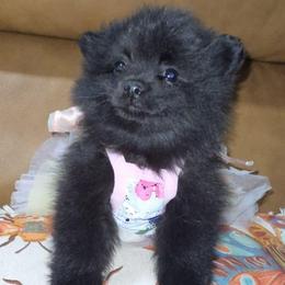Hunnibunnies luna - Black female Pomeranian puppy in Cleveland, Ohio from Hunnibunnies