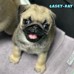 Casey-Ray - Fawn male Pug puppy in Summerville, Georgia from Pearly’s Pugs & Pollywog Poodles