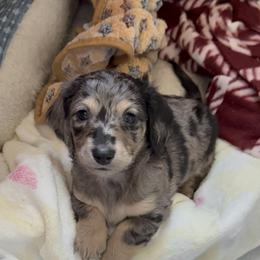 Dachshund Puppies from Birkin’ Paws