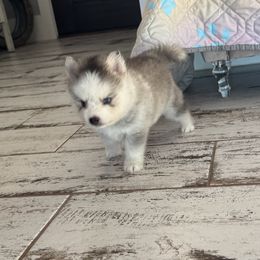 Star - Silver and white male Pomsky puppy in Gunter, Texas from The Painted Pomsky