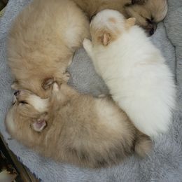 Pomeranian Puppies from KB Pom Pups