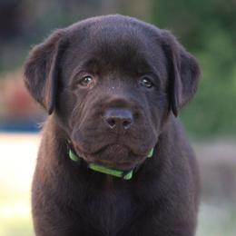 Neon collar - Chocolate female Labrador Retriever puppy in Marysville, California from Britt Labradors