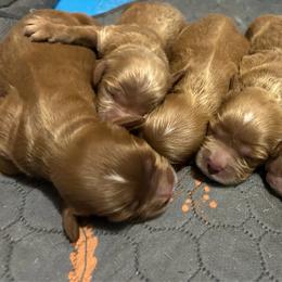 Cavapoo puppies from Poppy Garden Doodles