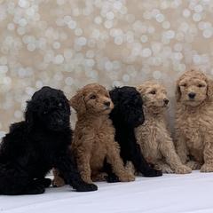 Poodle Puppies from Evermore Standard Poodles