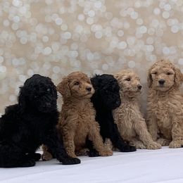 Poodle Puppies from Evermore Standard Poodles