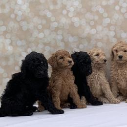 Poodle Puppies from Evermore Standard Poodles