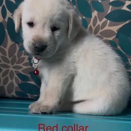 Mt. Hunter - Yellow male Labrador Retriever puppy in Marietta, South Carolina from Trust in the Lord Labradors