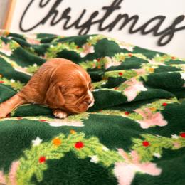Crush - Ruby male Cavalier King Charles Spaniel puppy in Tolleson, Arizona from Pixie Dust Cavaliers