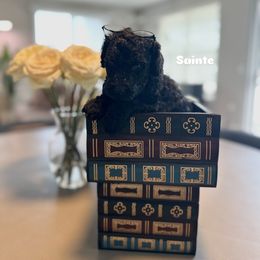 Poodle Puppies from Maison des Caniches