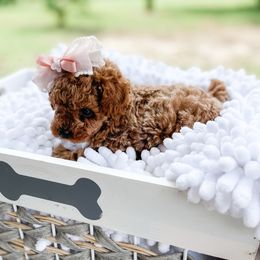 Splash - Red  female Poodle puppy in Chapel Hill, North Carolina from Cyndi’s Poodles