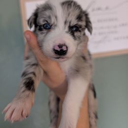 Thunder - Blue merle male Border Collie puppy in Grapeview, Washington from Athena’s Collies