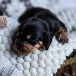 Dean - Black and tan male Dachshund puppy in Iola, Texas from Whiskey River Dachshunds