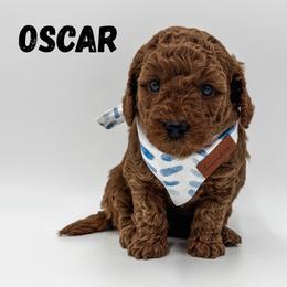 Oscar - Red  male Goldendoodle puppy in Eagle Mountian, Utah from The Puppy Family